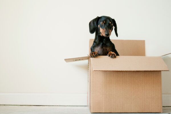 a dog in a moving box